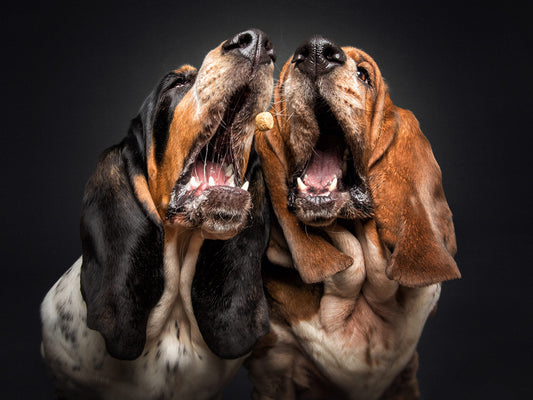 single-ingredient dog treats