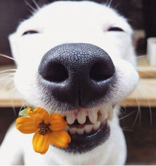 single-ingredient dog treats