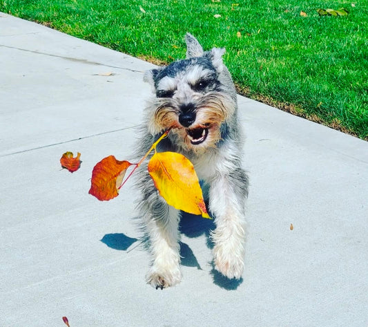 Autumn Schnauzer