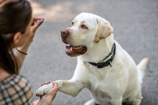 Dog Training Tips: How Using Treats Can Help Improve Your Pup’s Behavior