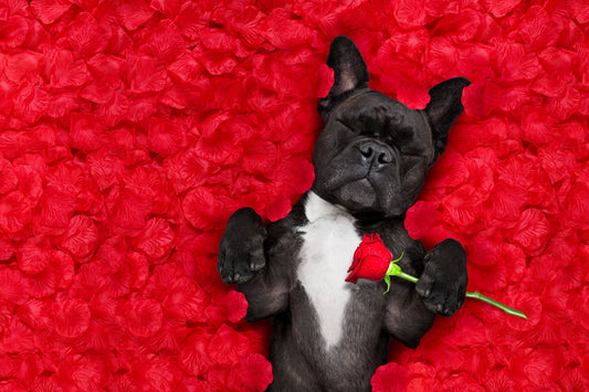 valentines day dog