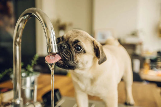 dog drinking water