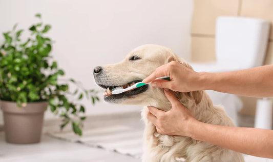 brush dog teeth