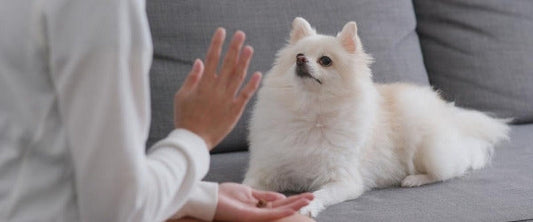 using treats to train your dog