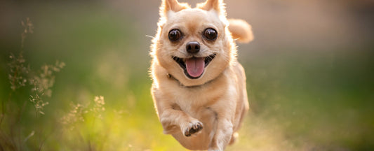 healthy dogs