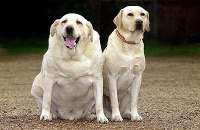 overweight dogs