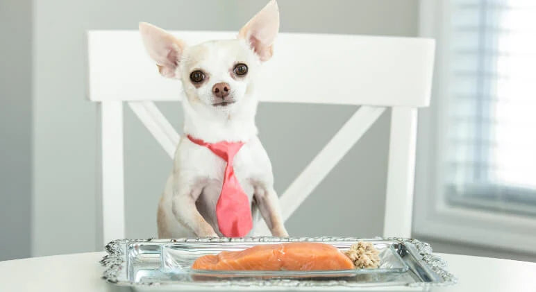 dog eating fish