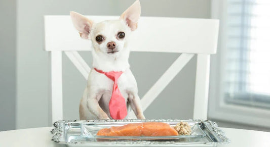 dog eating fish