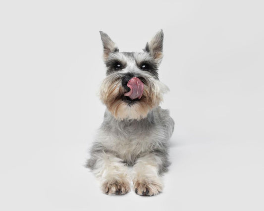 Piper’s Bark ‘n Bites: Holiday Sale + Giving Back!