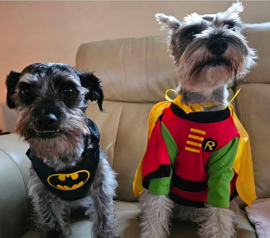 Halloween Safety Tips for Your Pup